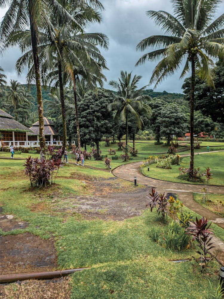 A Nature Photography Of Tropical Trees On Green Grass