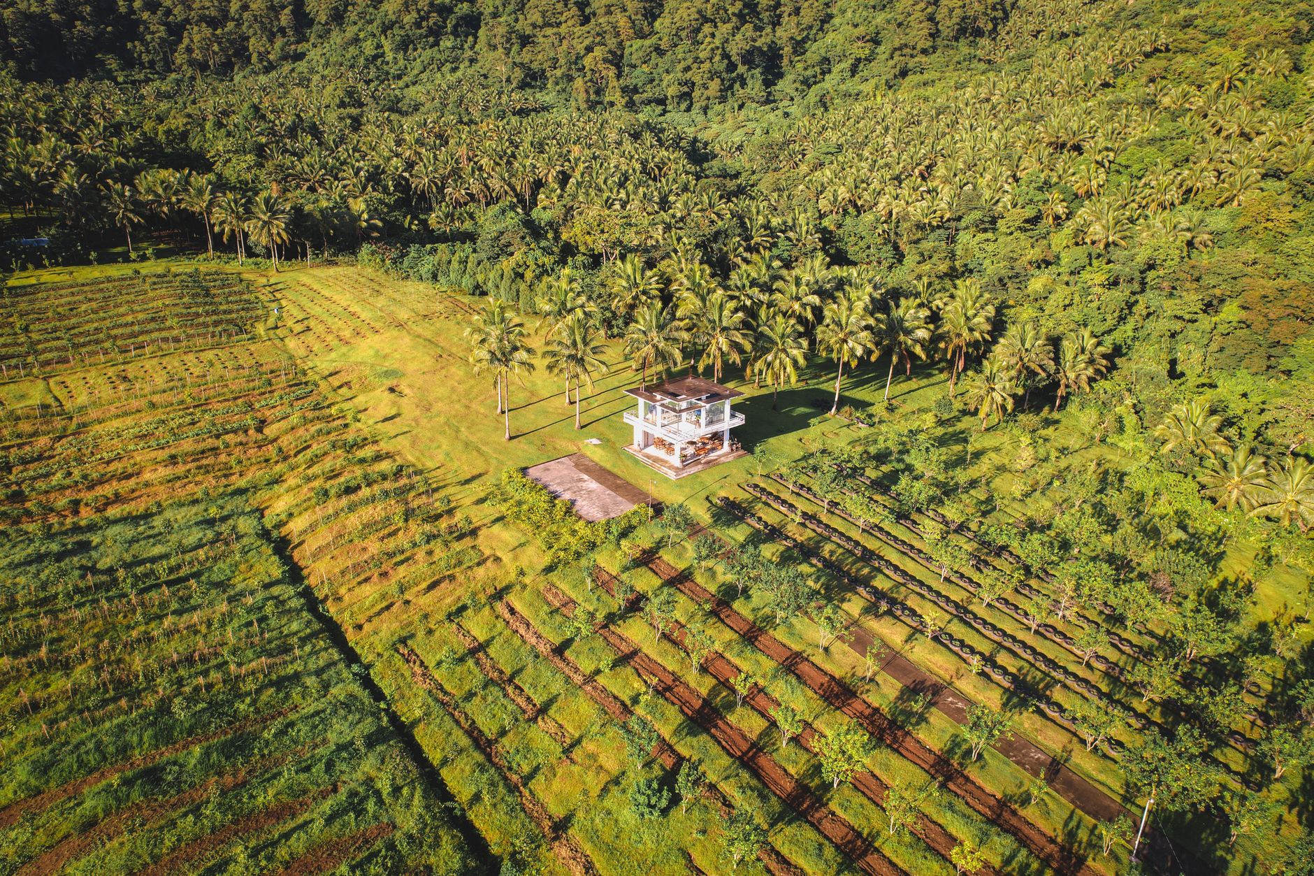 Plantations de vanille près d'Antalaha, panorama aérien Madagascar