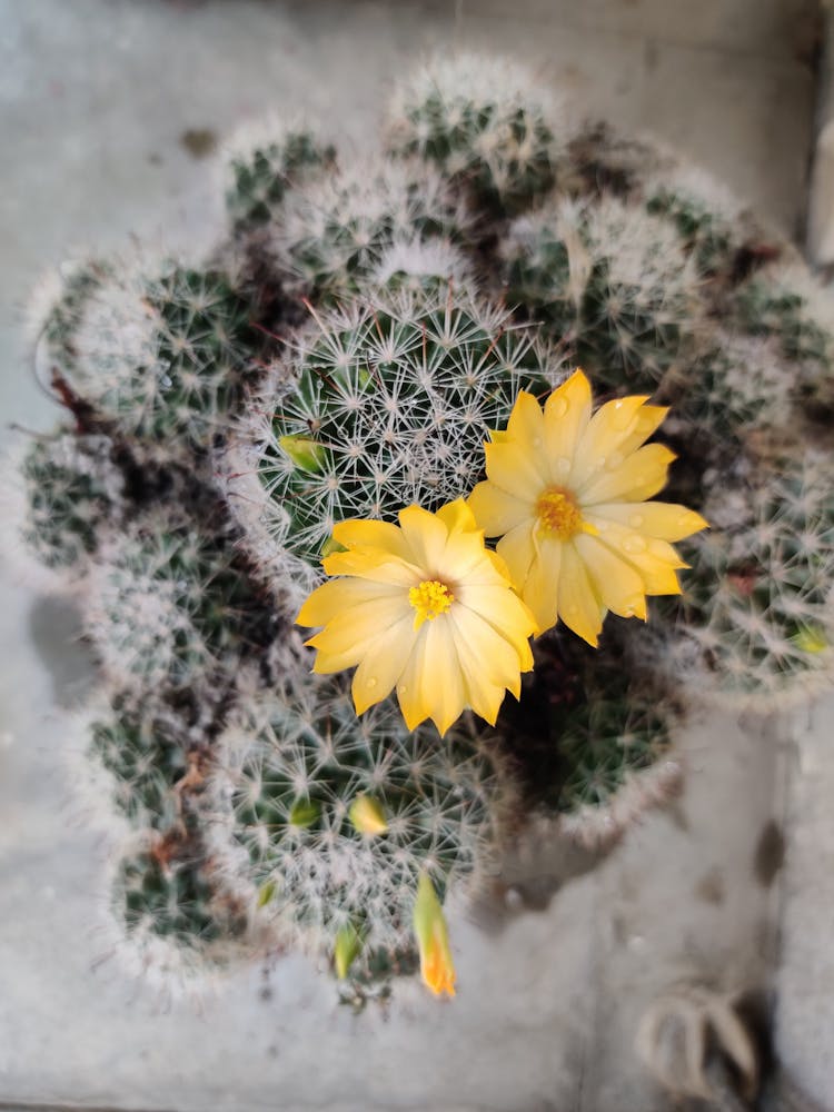 Cactus Plant With Yellow Flowers