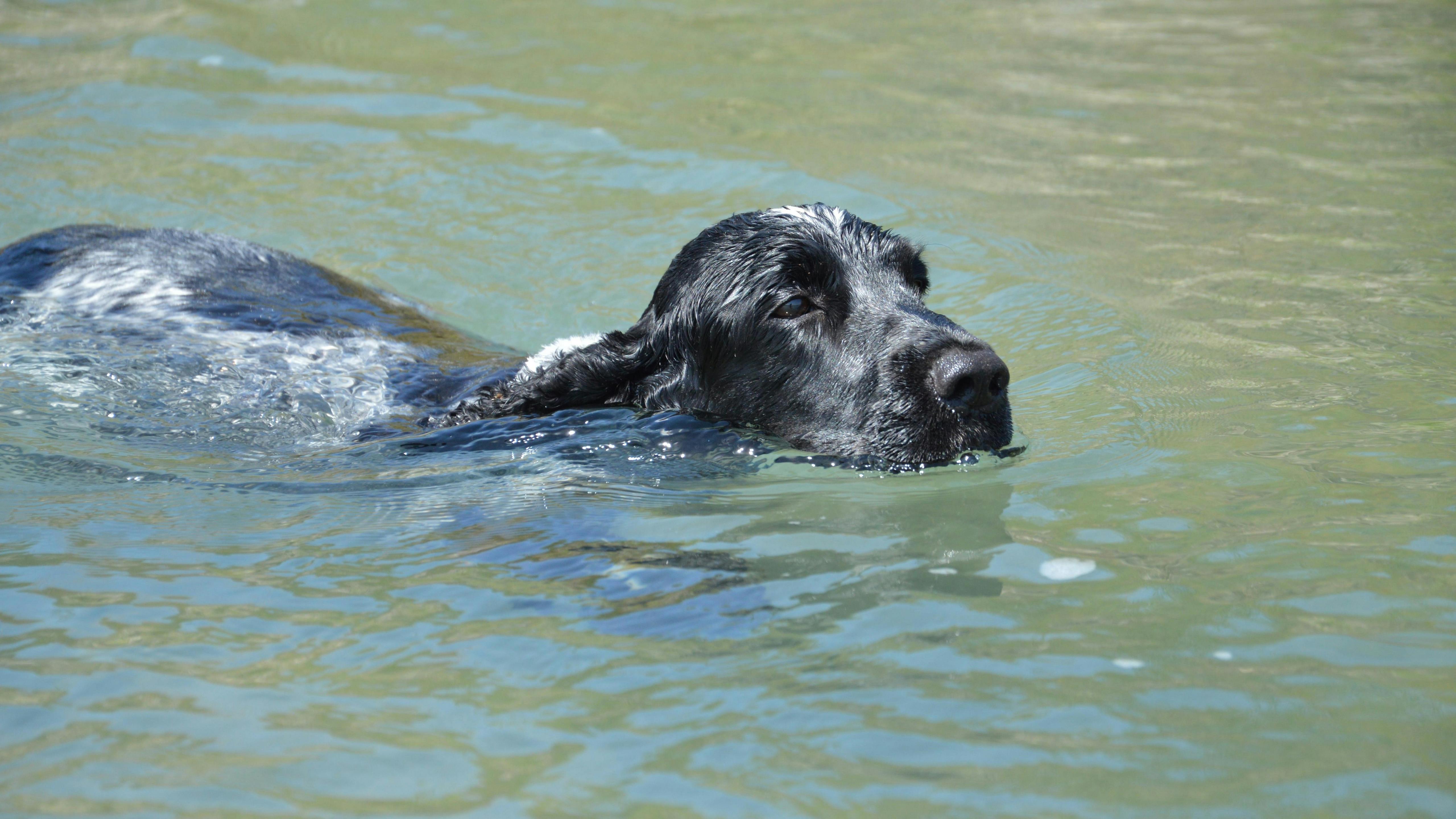 A Dog Swimming on the Water