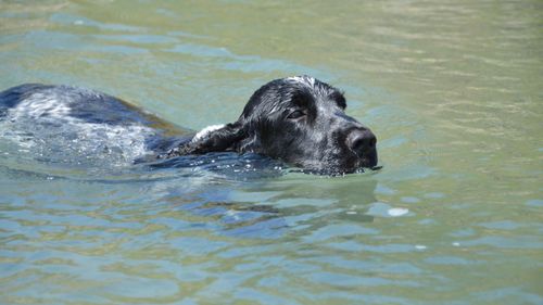 Free Black dog swimming in natural water setting during daylight outdoors. Stock Photo
