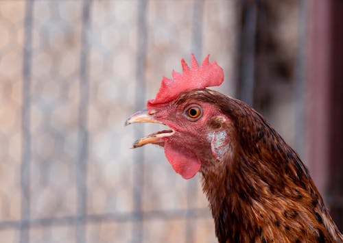 農場動物, 雞, 鳥 的 免費圖庫相片
