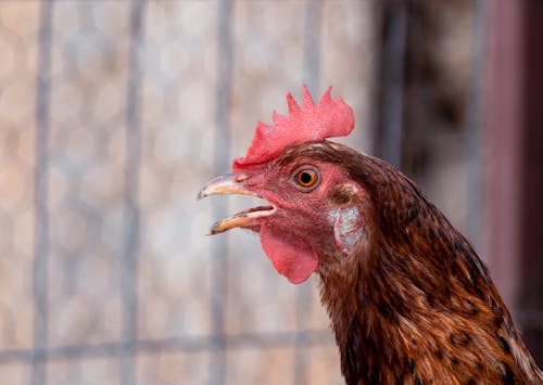 Free stock photo of animals, bird, chicken