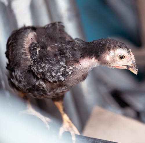 Free stock photo of animals, baby chicken, bird