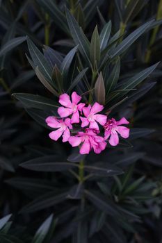 Close-up of pink oleander flowers with lush green leaves, showcasing natural beauty.