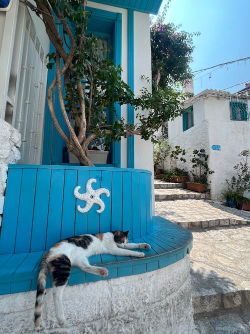 Free Stray Cat Sleeping outside a House Stock Photo