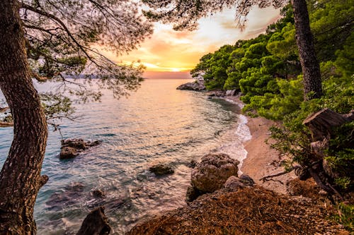 Body Of Water Near Forest