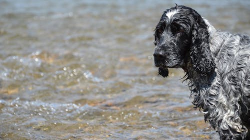 Photo of Dog on Body of Water