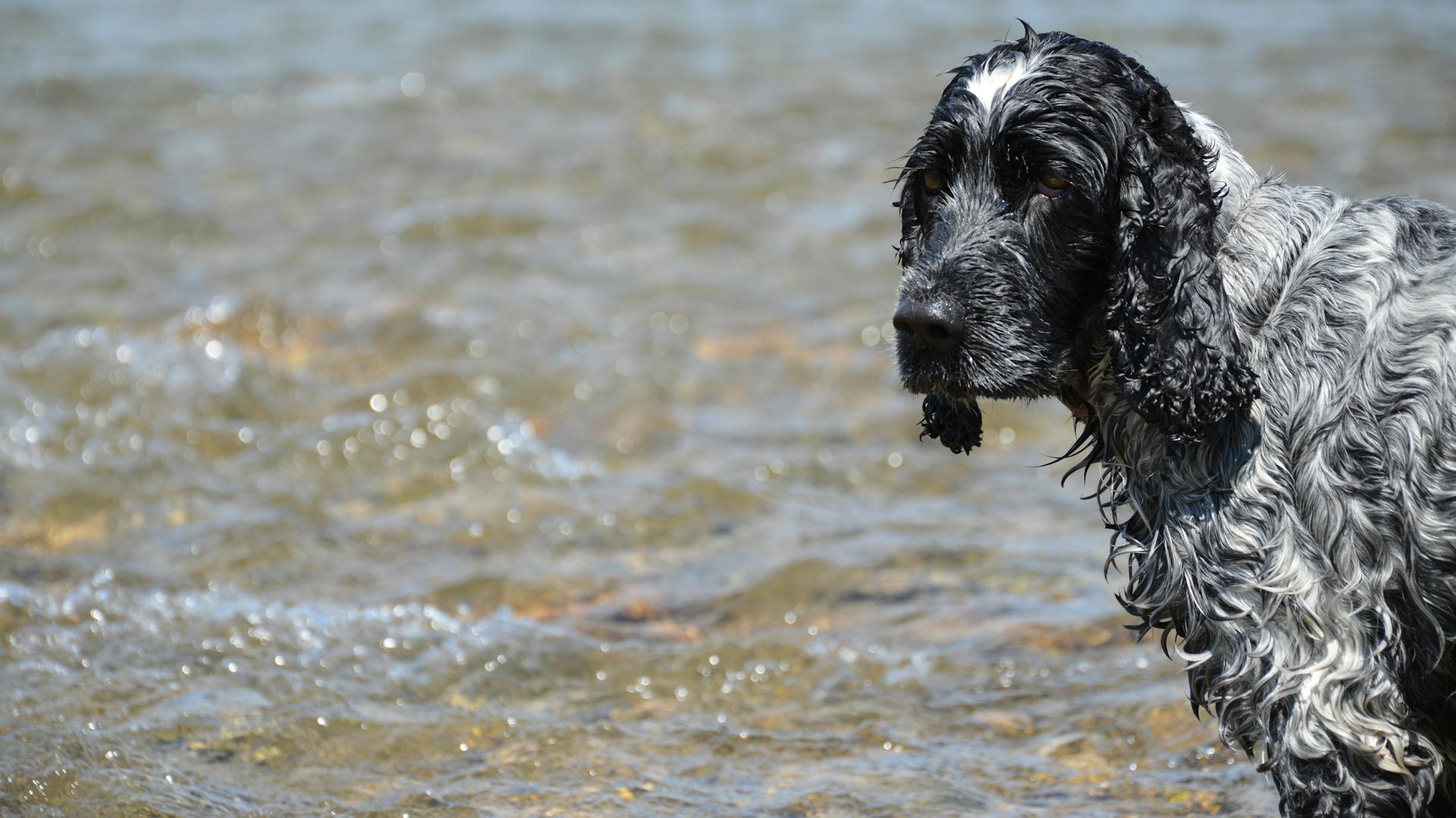 Photo of Dog on Body of Water