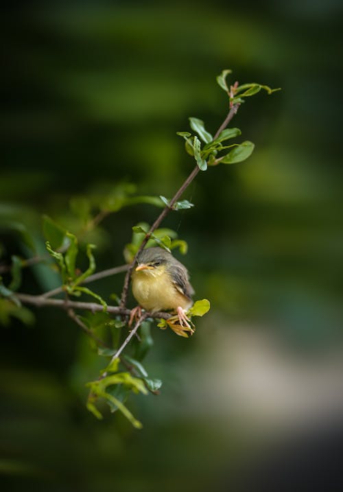 Close-Up Shot of a Yellow-Bellied Prinia Bird Perched on the Branch
