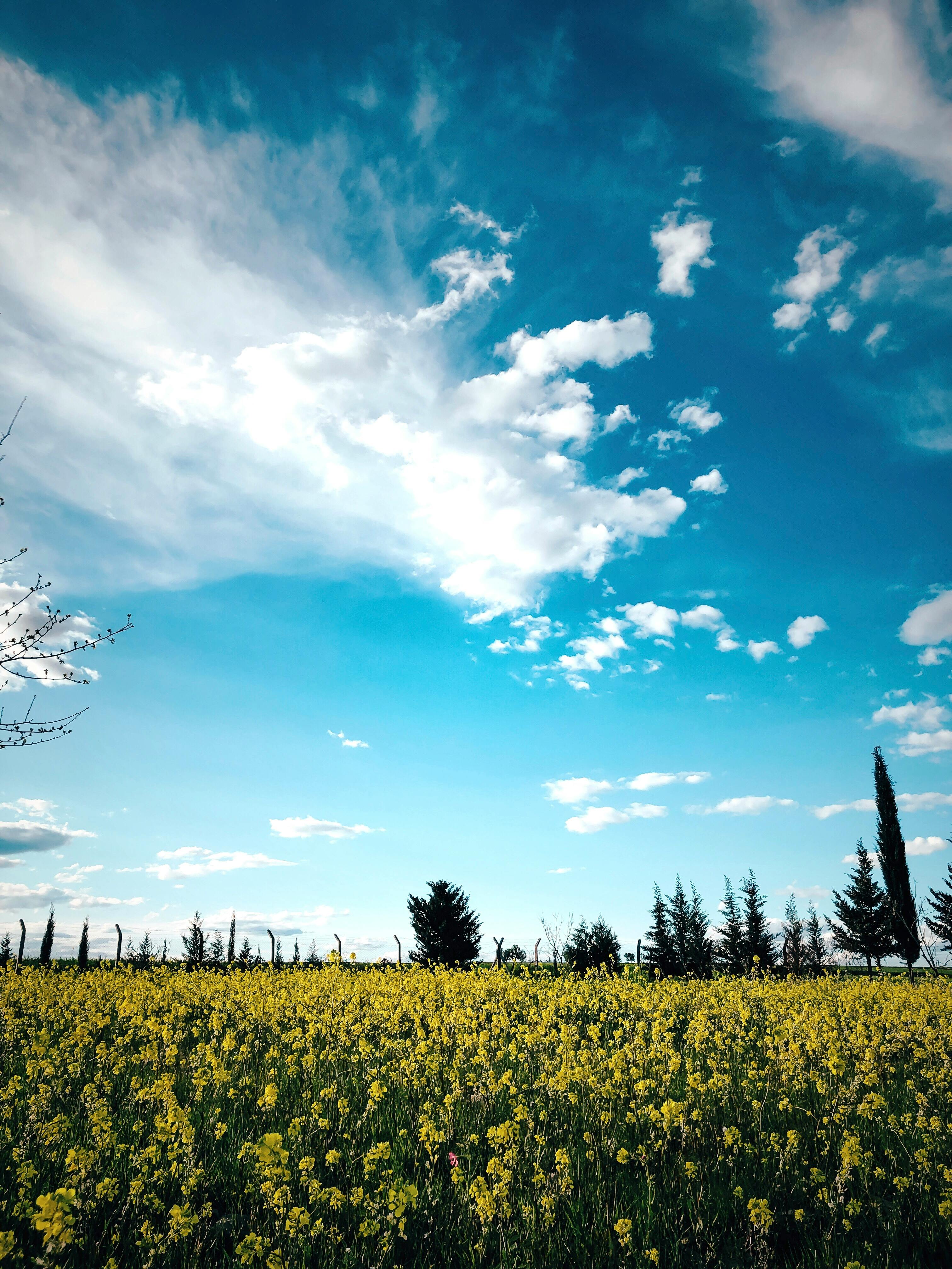 Blue Sky and Clouds over a Meadow · Free Stock Photo