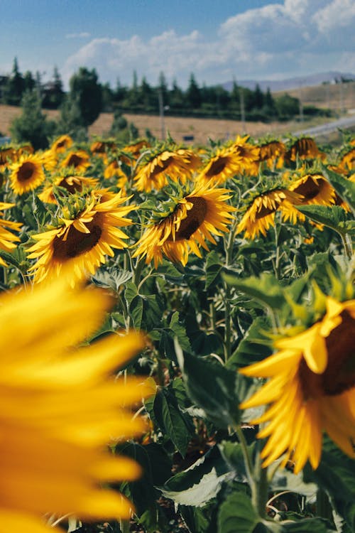 A Sunflower Field