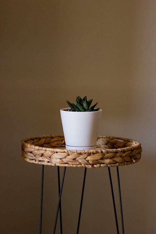 Potted Succulent Plant Standing on a Wicker Stool