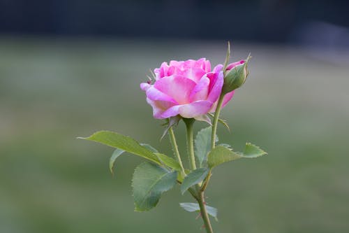 A Pink Rose with Green Leaves in Full Bloom