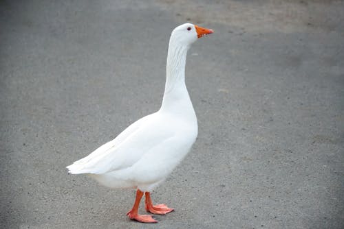 Free Close-up Photo of a Goose  Stock Photo