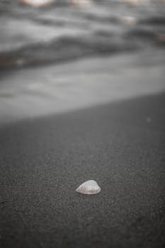 A lone seashell rests on dark sand with gentle ocean waves in the background.