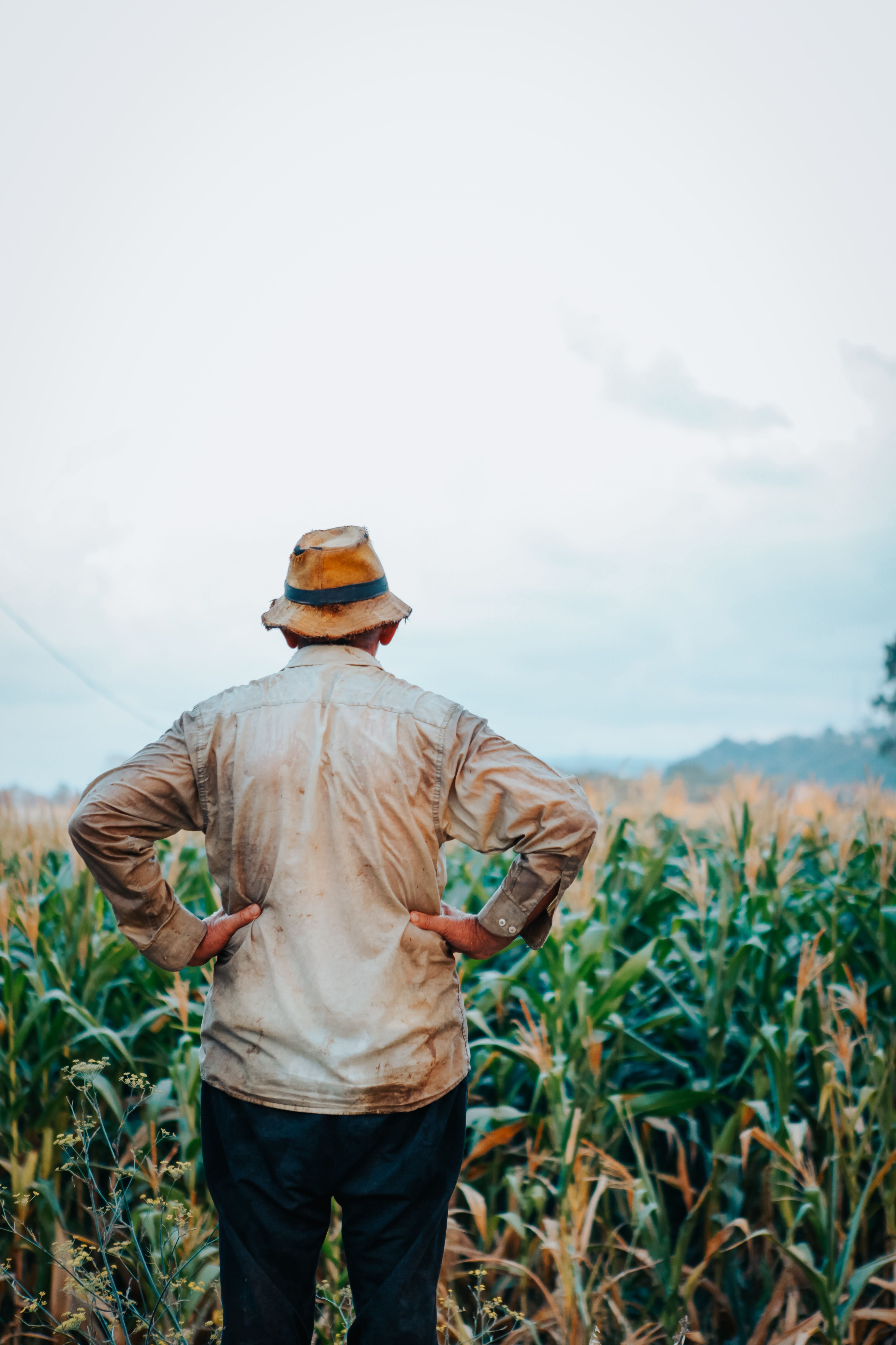 Farmer in a straw hat surveying a cornfield