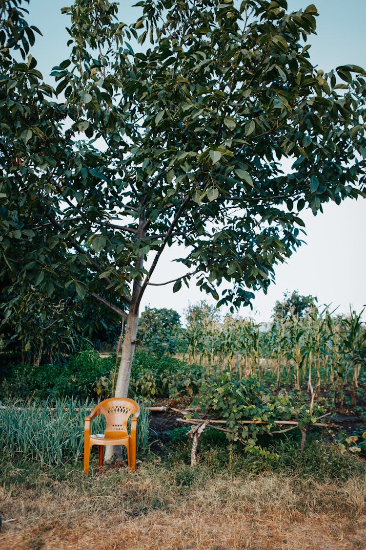 Orange Chair Under A Tree 