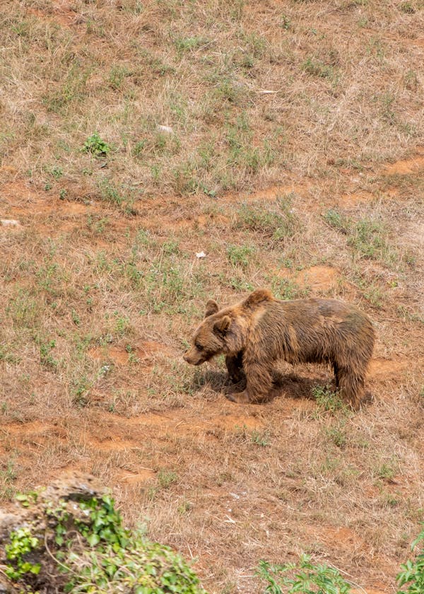 Walking brown bear.