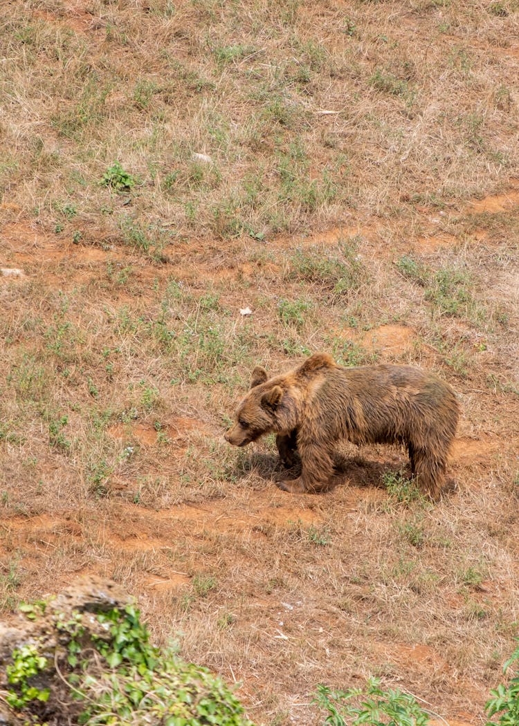 High Angle Shot Of Bear Walking On Dirt Soil 