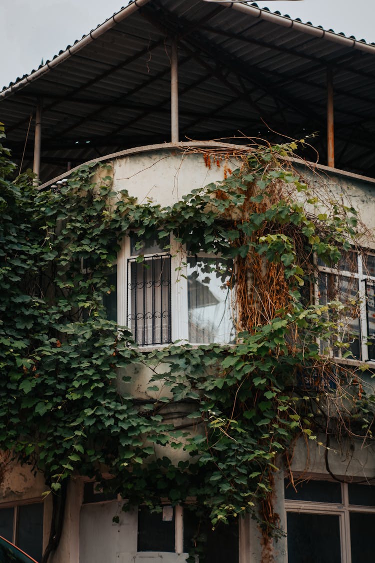 Ivy Around A Window On A Building Corner