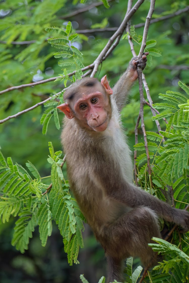 Monkey Holding On A Tree Branch