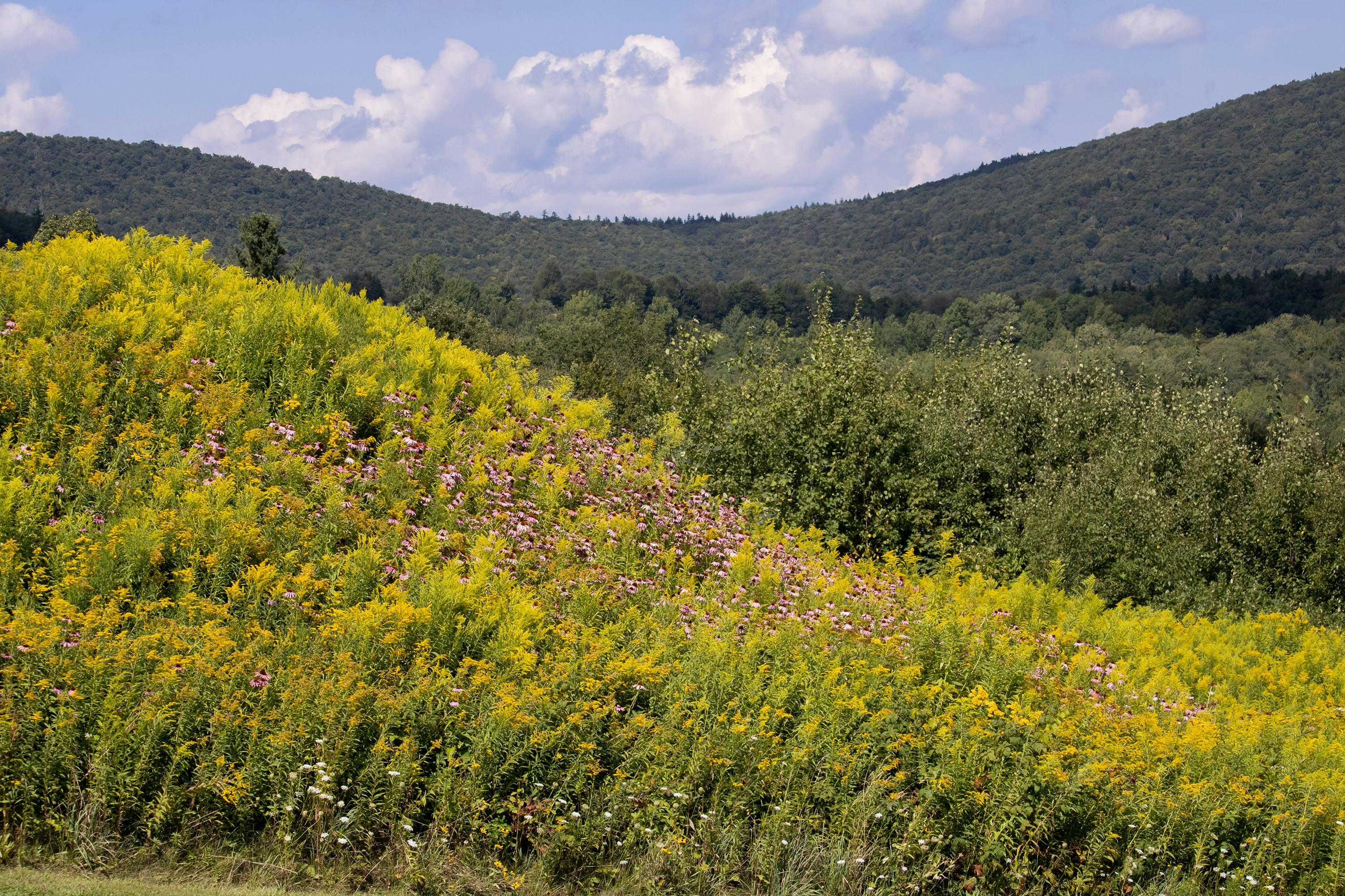 Yellow Flower Field Near Green Mountain Under Cloudy Sky · Free Stock Photo