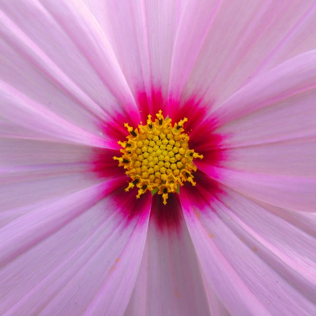 A stunning macro of a cosmos flower showcasing vivid purple petals and yellow stamen.