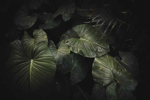Darmowe zdjęcie z galerii z ciemny, fotografia roślin, liście