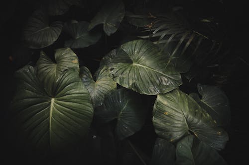 Close-up Photo of Green Leaves