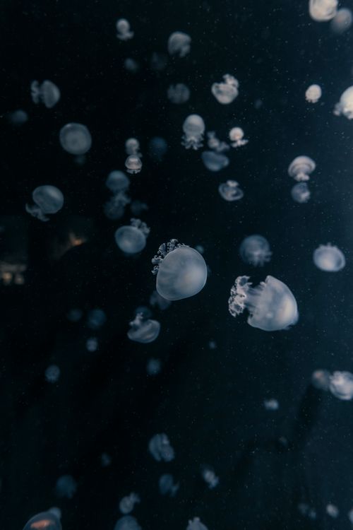 Free Mystical jellyfish floating gracefully underwater, captured in an aquarium setting with dark, serene environment. Stock Photo