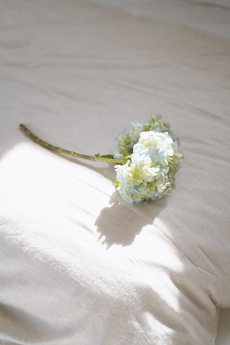 White Blooming Flowers Lying On A Bed