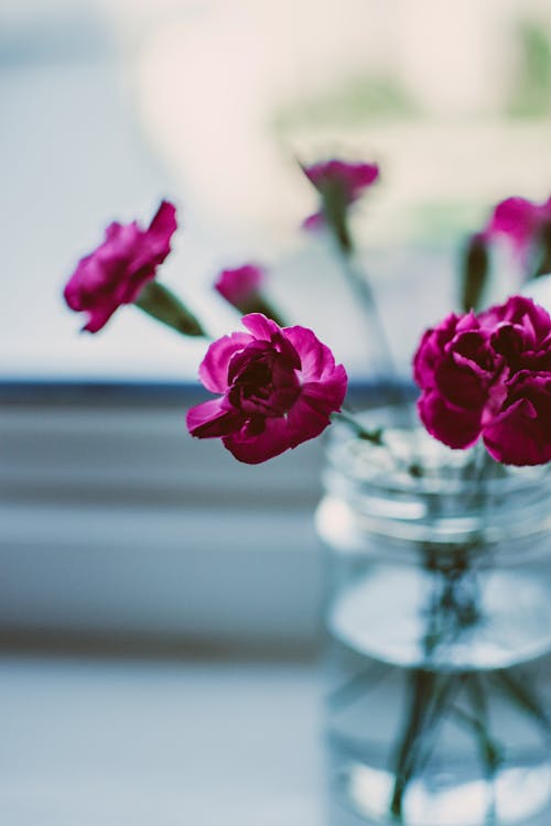 Selective Focus Photography Of Pink Petaled Flowers On Clear Glass Jar