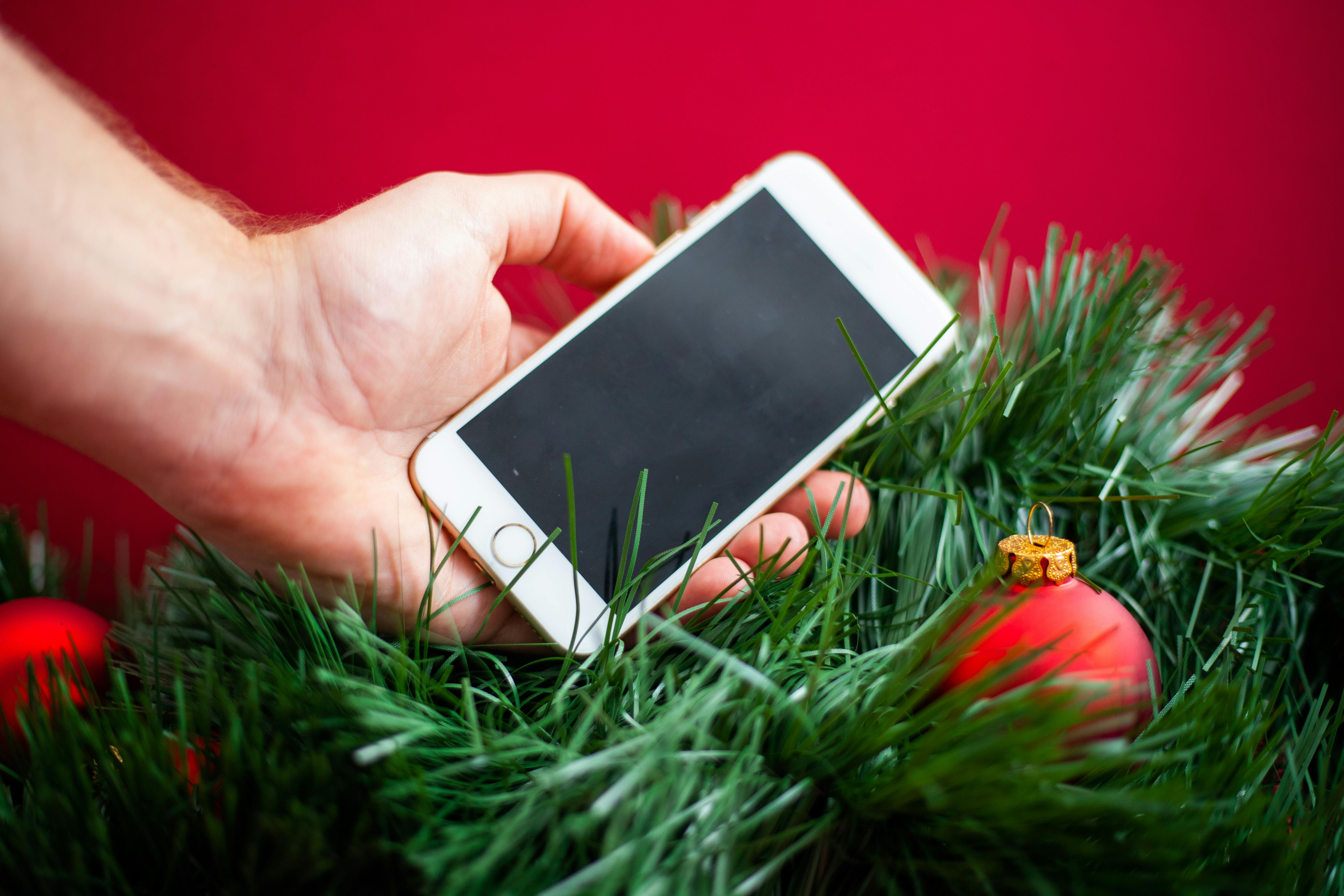 A Person Holding Green Pine Tree Leaves · Free Stock Photo