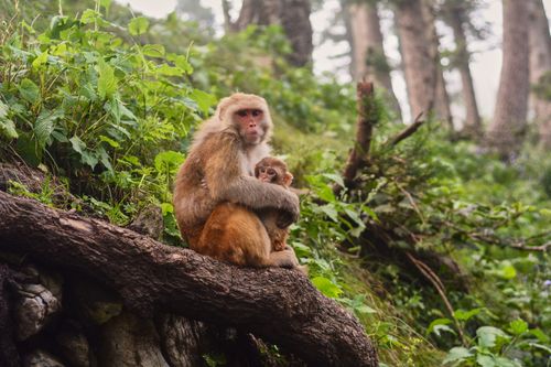 Free A mother monkey with her baby sits on a tree branch in a lush forest setting. Stock Photo