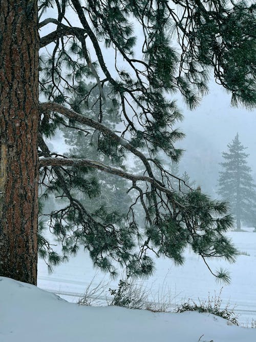 Foto d'estoc gratuïta de amb boira, arbres, cobert de neu