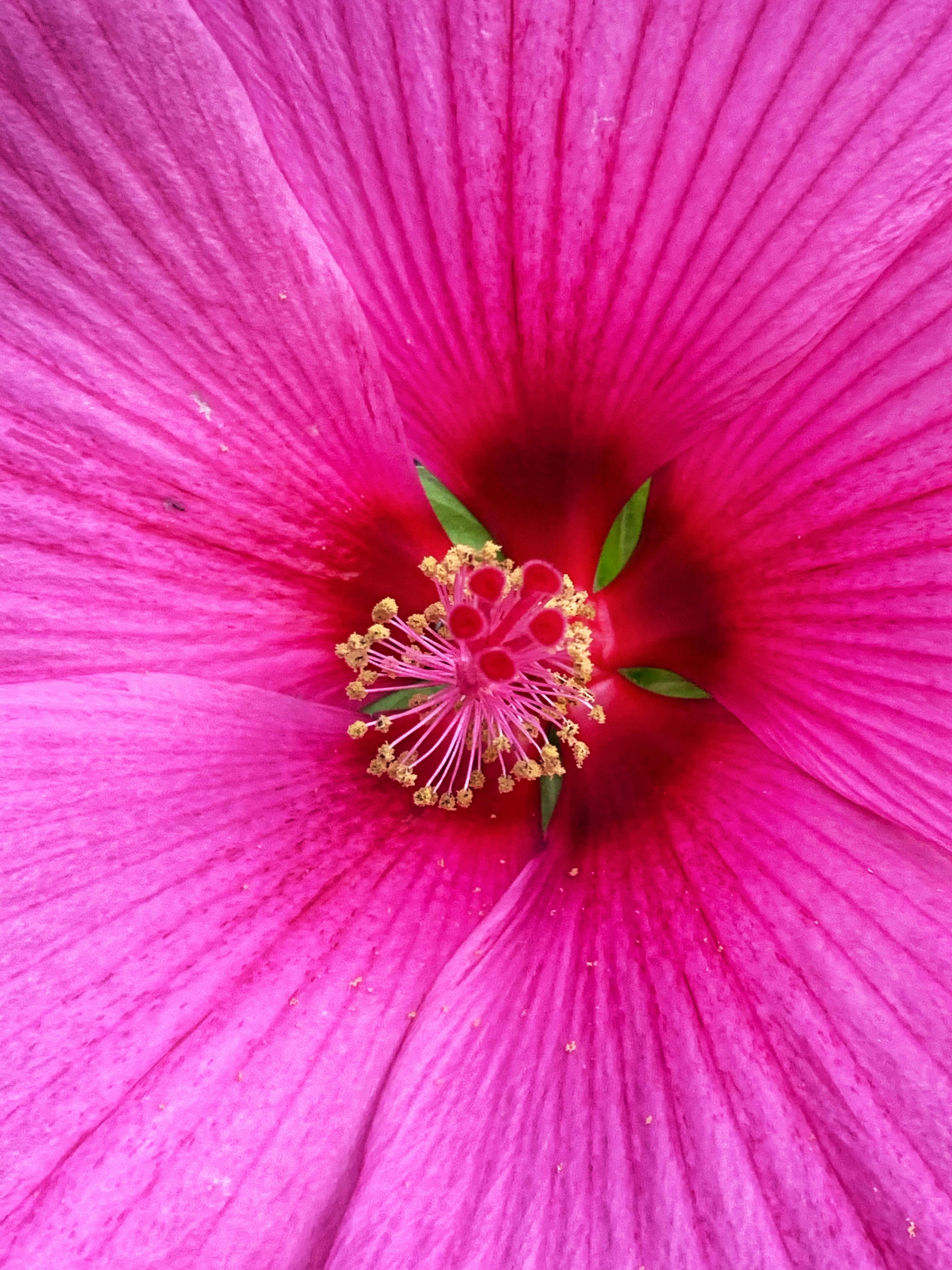 7 Garden Center Plants That Often Struggle to Thrive Through a Full Season