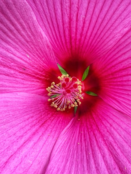 Photos gratuites de délicat, fermer, fleur rose