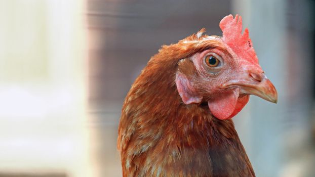 Detailed side view of a brown hen outdoors, highlighting its vibrant feathers and attentive gaze.