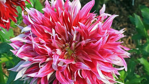 Close-up of a Dahlia