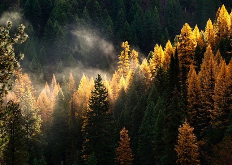 Forest In Autumn Foliage 