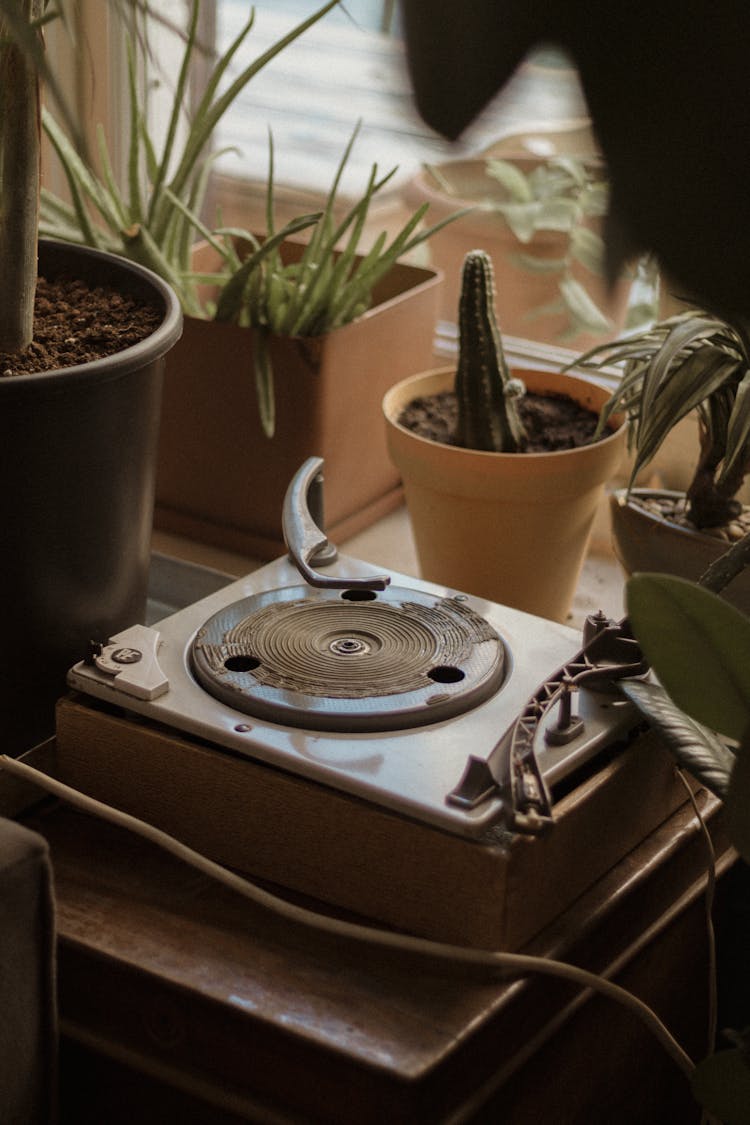 Vintage Electronic Device Besides Potted Plants