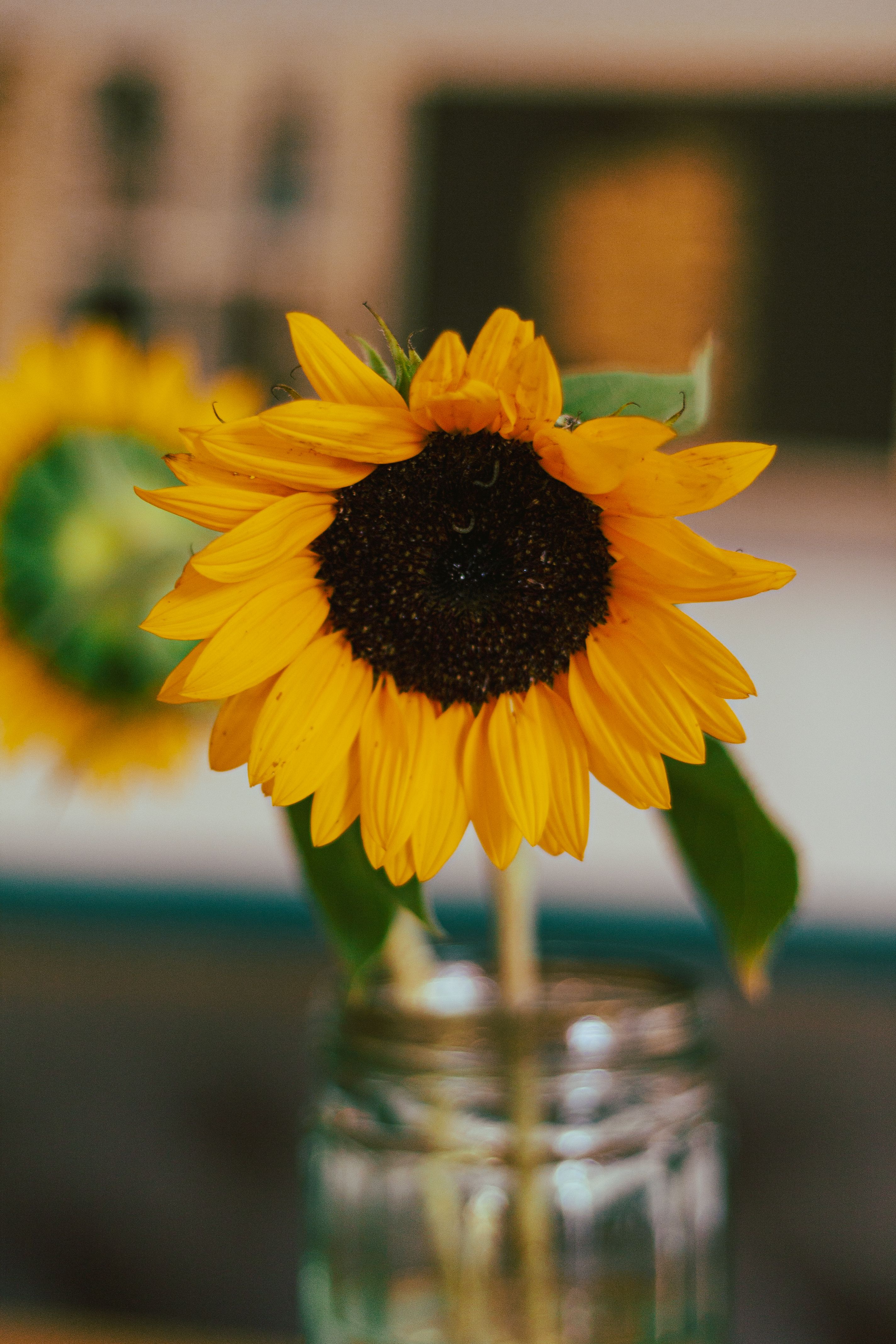 Yellow Sunflower in Clear Glass Vase · Free Stock Photo