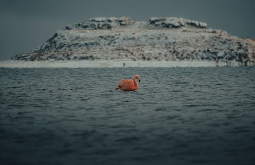 Orange Flamingo on Body of Water