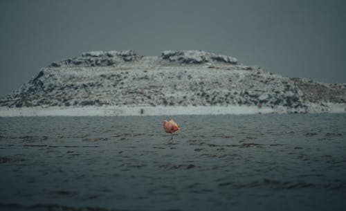 Flamingo Standing in the Water