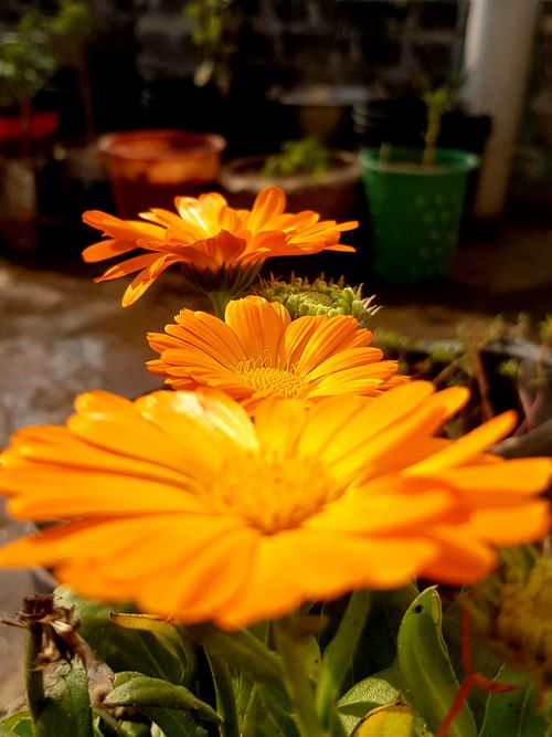Free Beautiful Natural Yellow Flowers in Home Garden Stock Photo