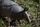 armadillo