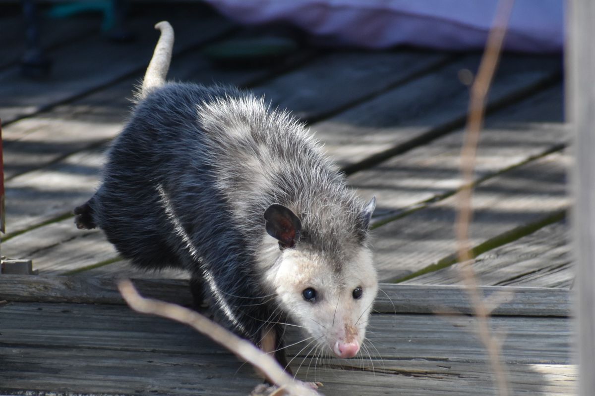 Possum outdoors - humane possum removal