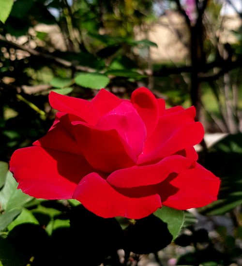 Free Fresh Red Rose Naturally grown in Home Garden  Stock Photo
