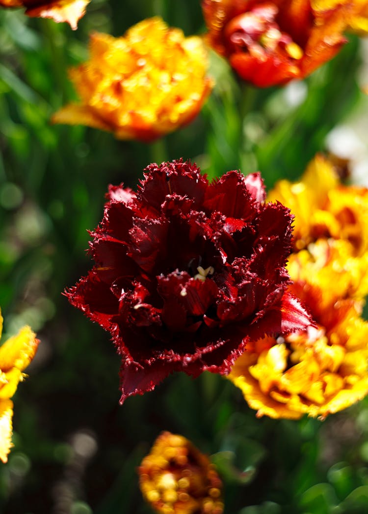 Red Flower In Tilt Shift Lens